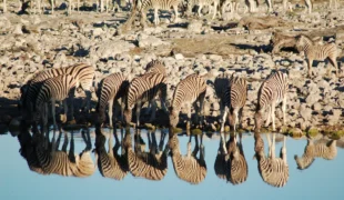 Etosha National Park Namibia 3025798870