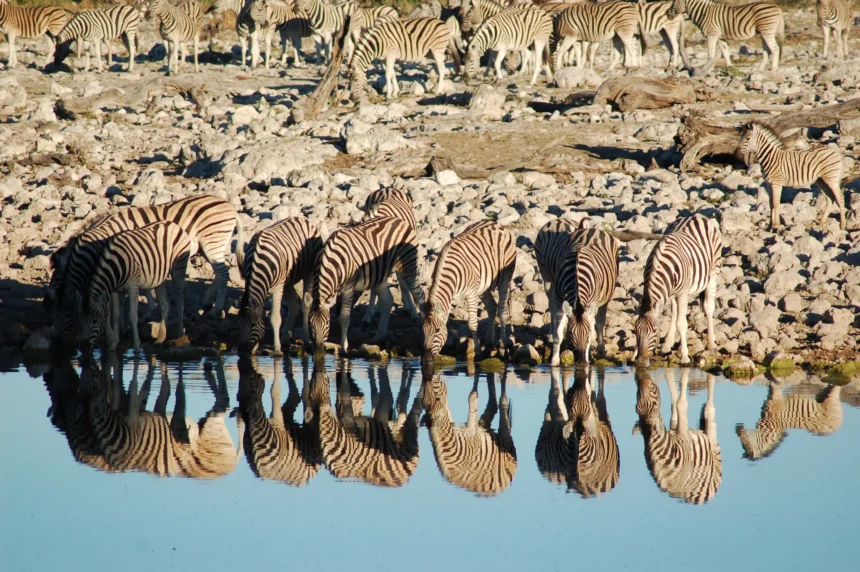 Etosha National Park Namibia 3025798870