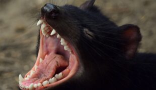 black cat opening mouth during daytime