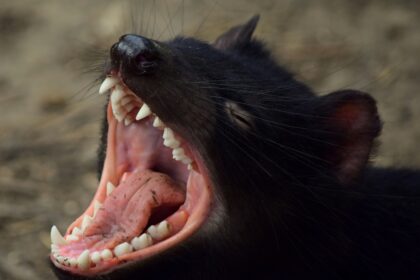 black cat opening mouth during daytime